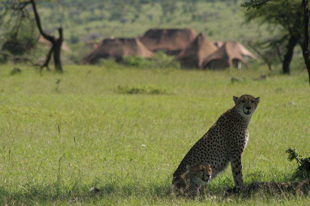 Amani Mara Camp Villa Maasai Mara Luaran gambar